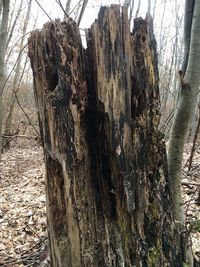 Close-up of tree trunk in forest