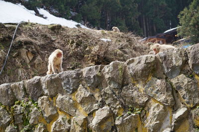 Monkey on rock