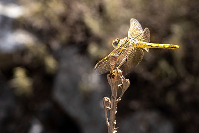 Close-up of dragonfly on plant