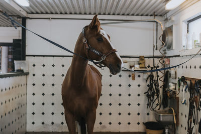 View of horse standing in stable