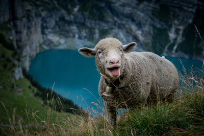 High angle portrait of sheep on hill against lake