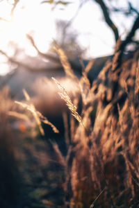 Close-up of stalks against blurred background