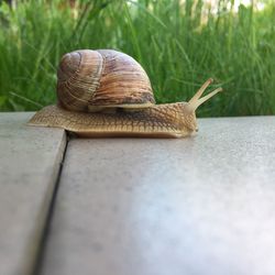 Close-up of snail