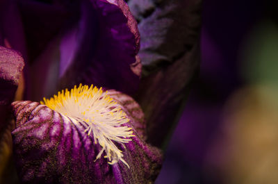 Close-up of purple flowers