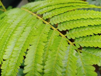 Parkia speciosa, refreshing green of a close-up leaves