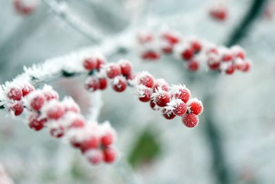 Close-up of frozen red berries