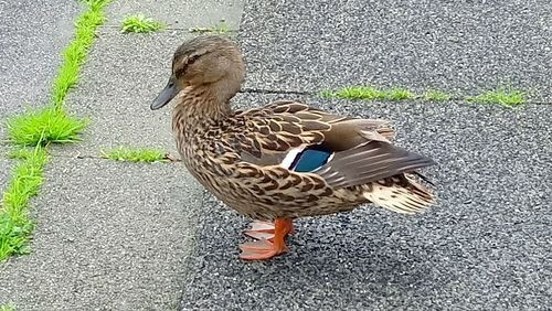 High angle view of duck