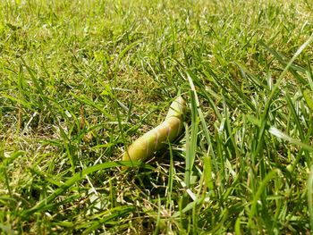 Full frame of grassy field