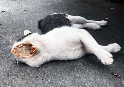 High angle view of dog sleeping