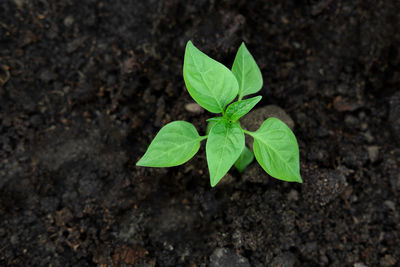 Close-up of plant