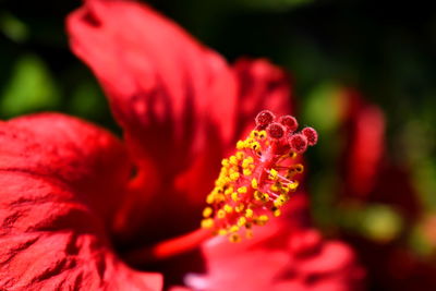 Close-up of red flowering plant