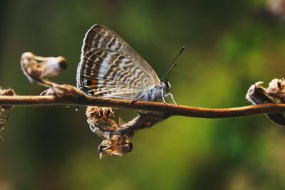 Close-up of butterfly perching on stem