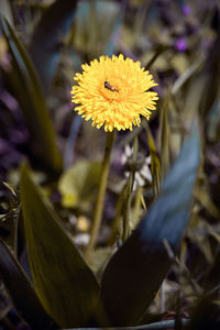 Close-up of yellow flowering plant