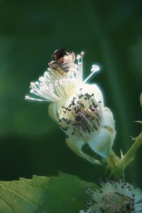 View of an insect on flower