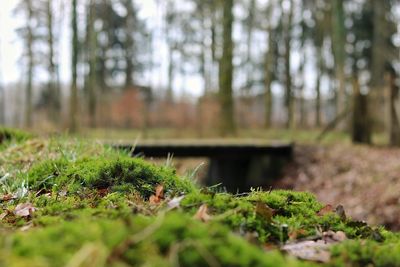 Close-up of plant growing in forest