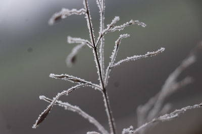 Close-up of frozen plant