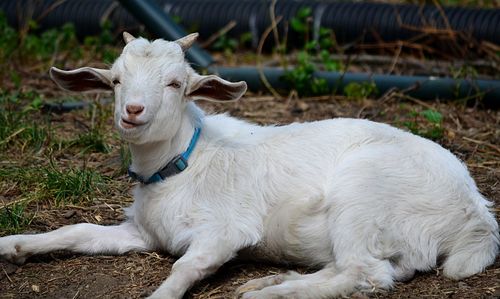 Portrait of sheep sitting on field