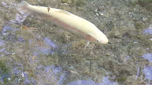 High angle view of fish in water