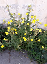 Yellow flowers blooming outdoors