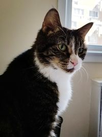 Close-up portrait of cat sitting