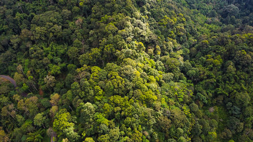 High angle view of trees in forest