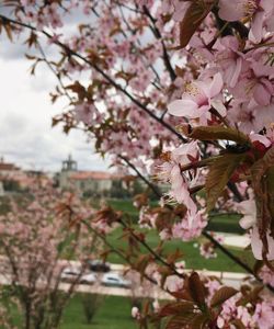 Apple blossoms in spring