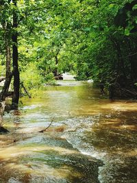 Scenic view of river amidst trees in forest