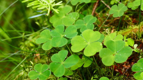 Close-up of green plant
