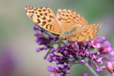 Close-up of butterfly on purple flower