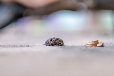 Close-up of bullfrog