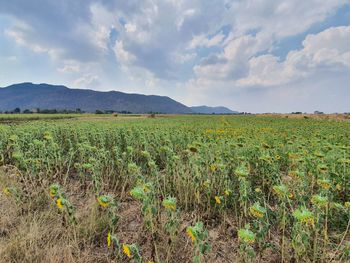 Scenic view of agricultural field against sky