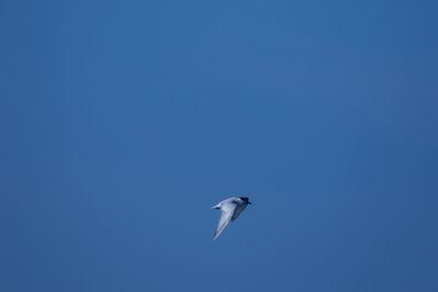 Low angle view of bird flying in sky