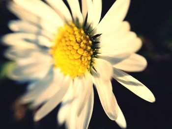 Close-up of daisy flowers