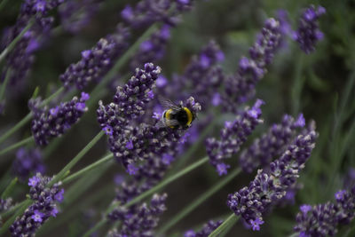 Close-up of insect on purple flowering plant