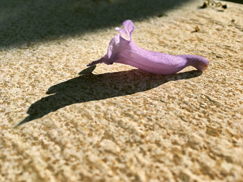 High angle view of pink flower on land