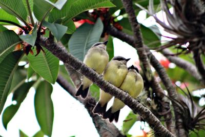 Low angle view of bird perching on tree