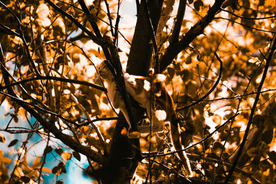 Low angle view of bird perching on tree