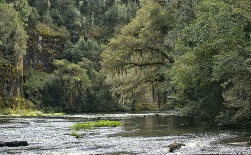 Scenic view of river in forest