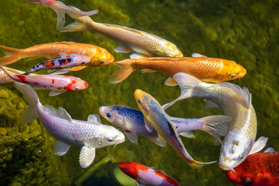 Large and colorful fish swim in pond. pisces has playful mood. close-up.