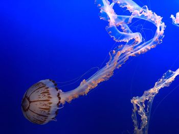 Close-up of jellyfish swimming in sea