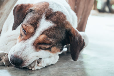 Close-up of dog