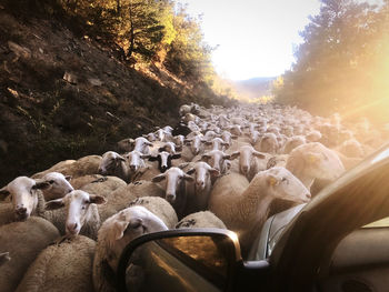 Flock of sheep blocking the way of the car at sunset