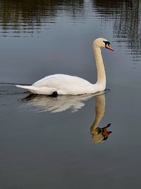 Swan swimming in lake