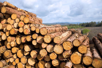 Stack of logs in forest