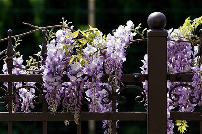 Close-up of purple flowers