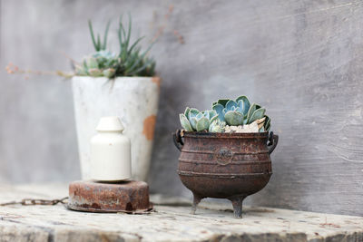 Close-up of potted plant on table