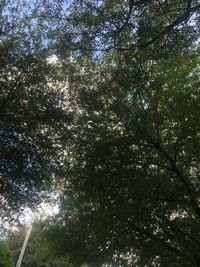 Low angle view of trees in forest against sky