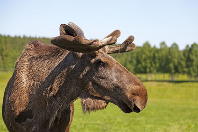 An adult moose bull close up in bjurholm