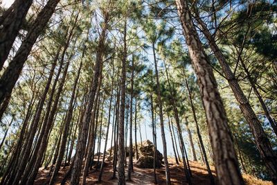 Low angle view of trees in forest