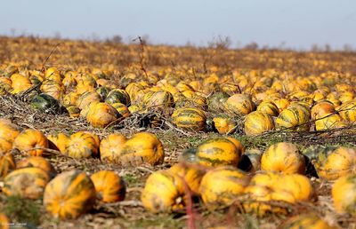 Surface level of pumpkins field